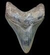 Serrated, Fossil Megalodon Tooth - Nice Color #80096-1